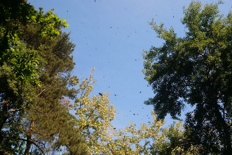 pszczoły się roją